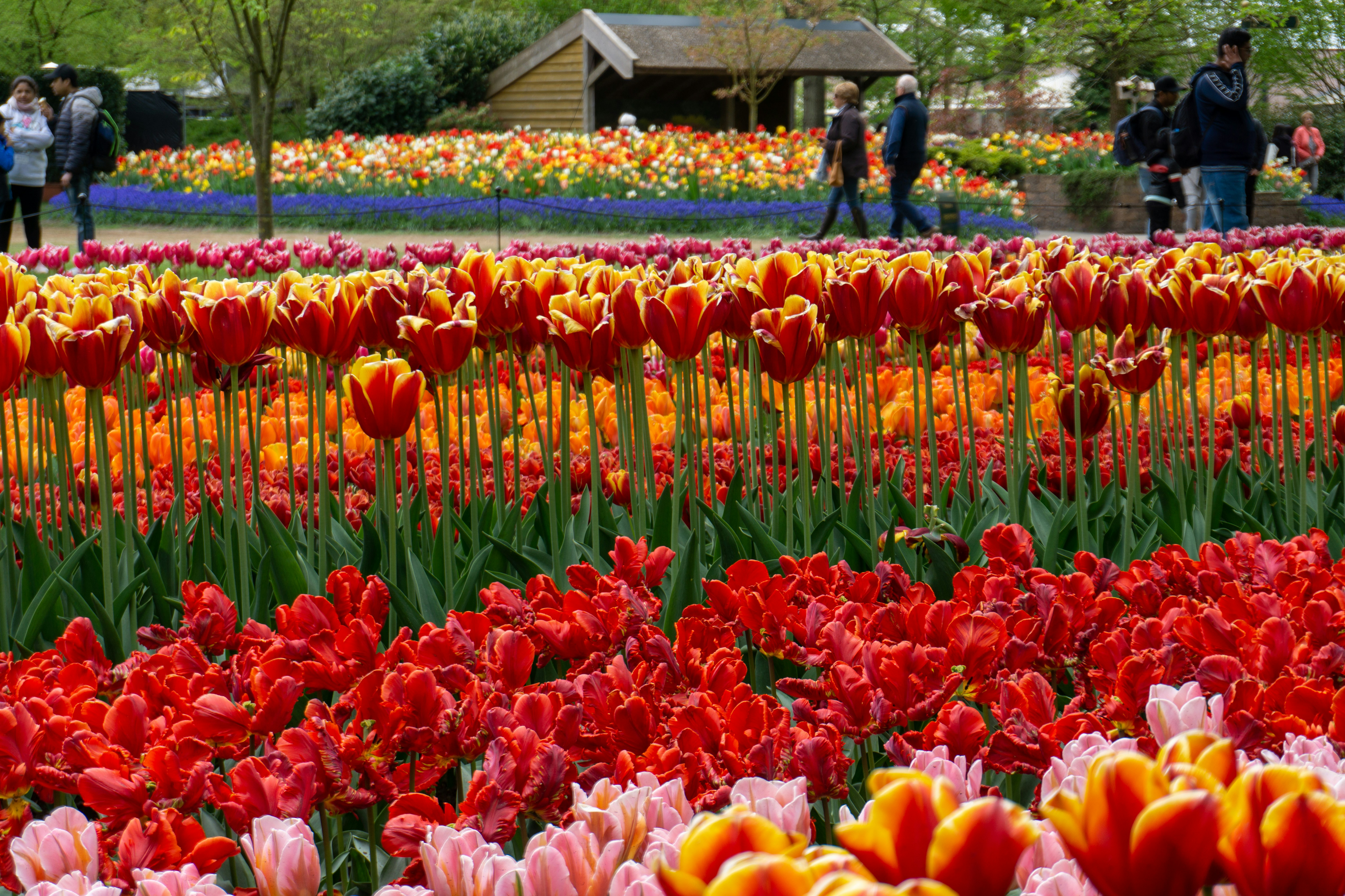 a field full of red and yellow tulips