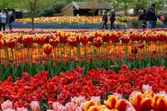 a field full of red and yellow tulips