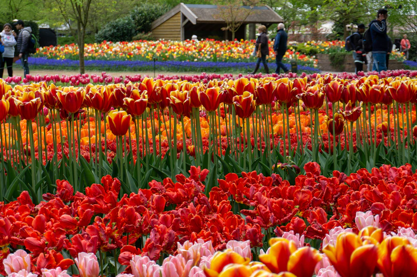 a field full of red and yellow tulips