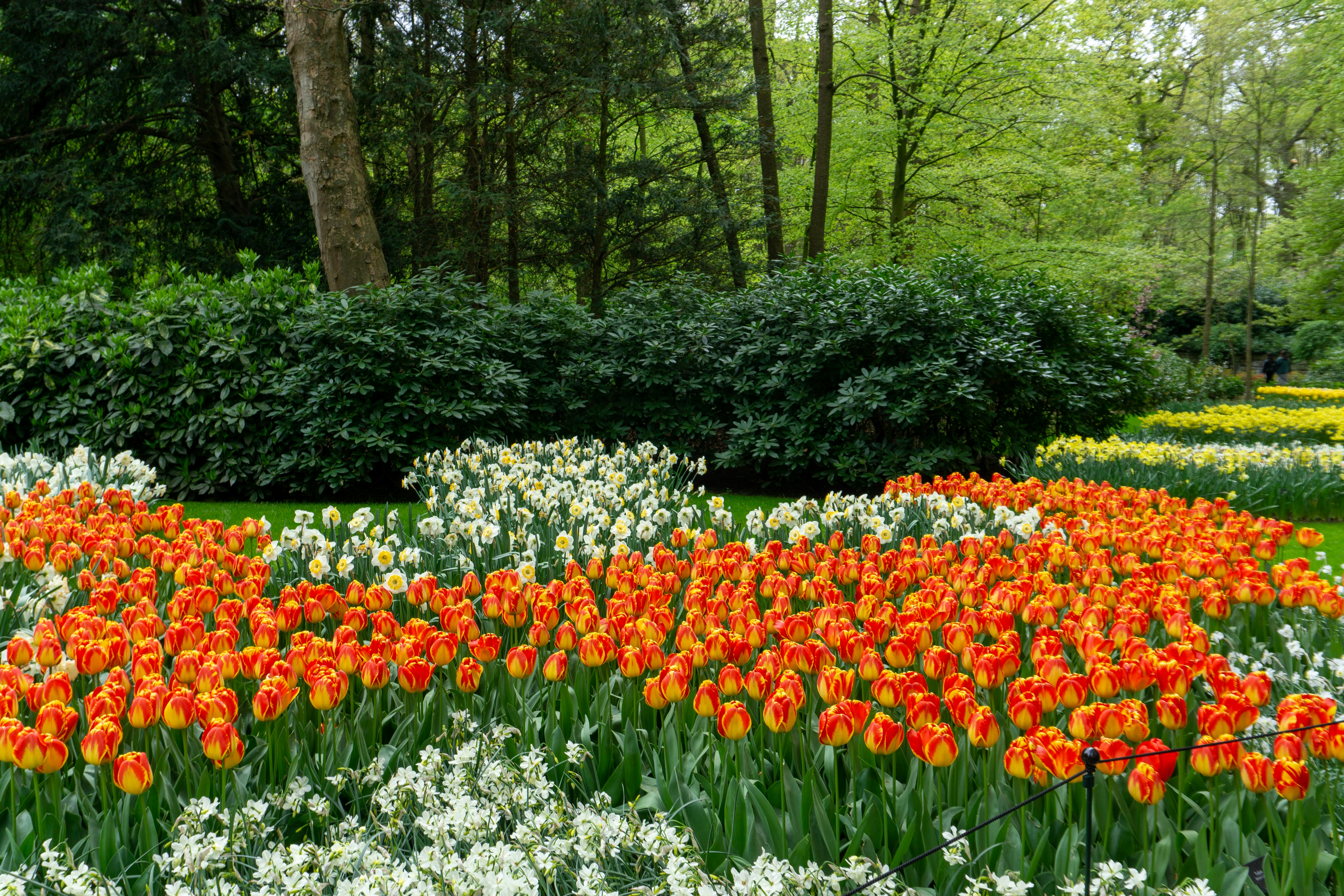 a garden filled with lots of orange and white flowers