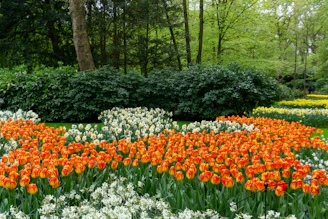 a garden filled with lots of orange and white flowers