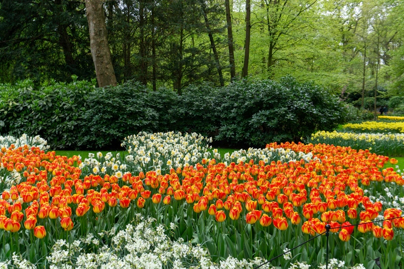 a garden filled with lots of orange and white flowers