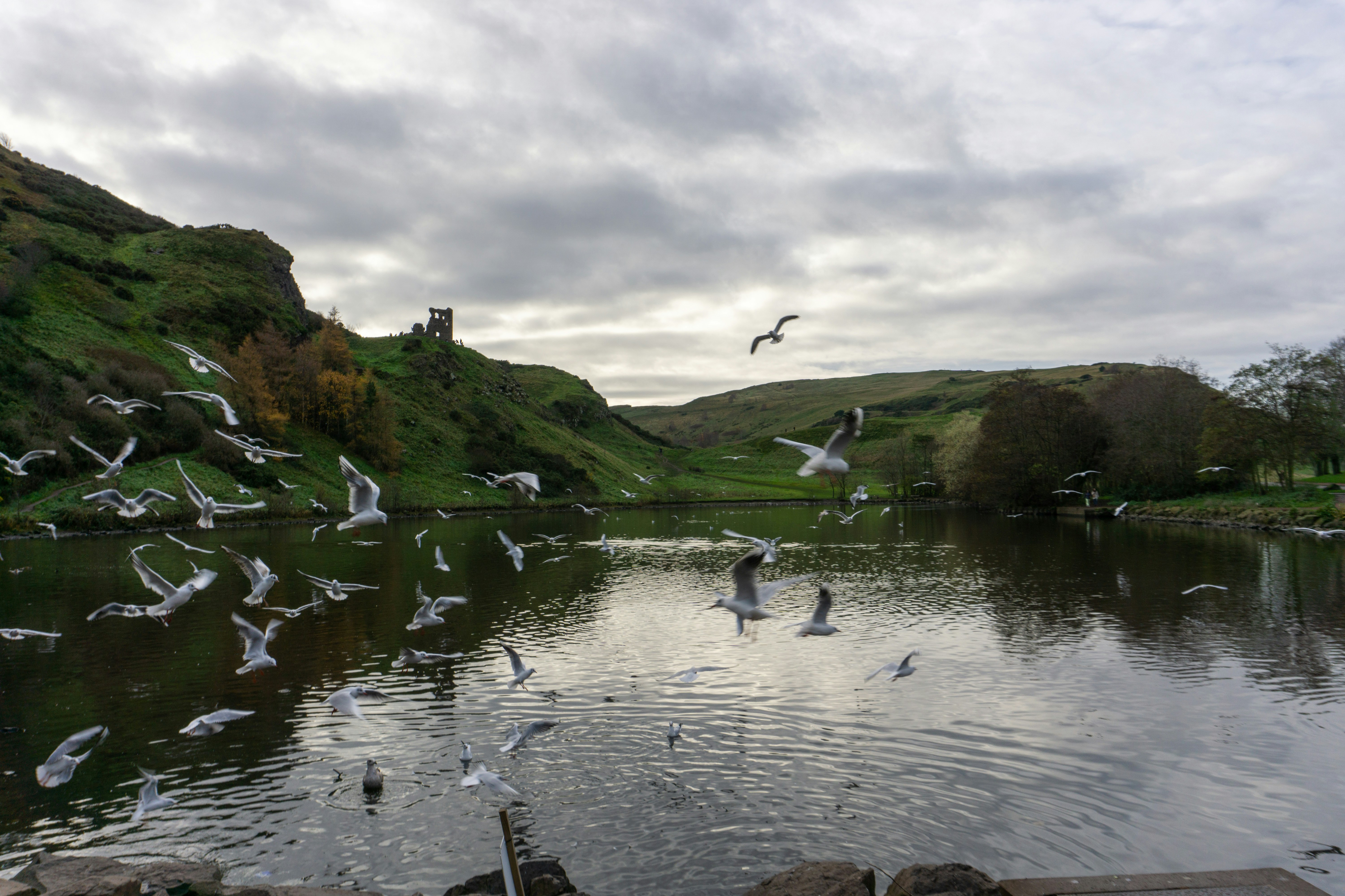 a flock of birds flying over a body of water