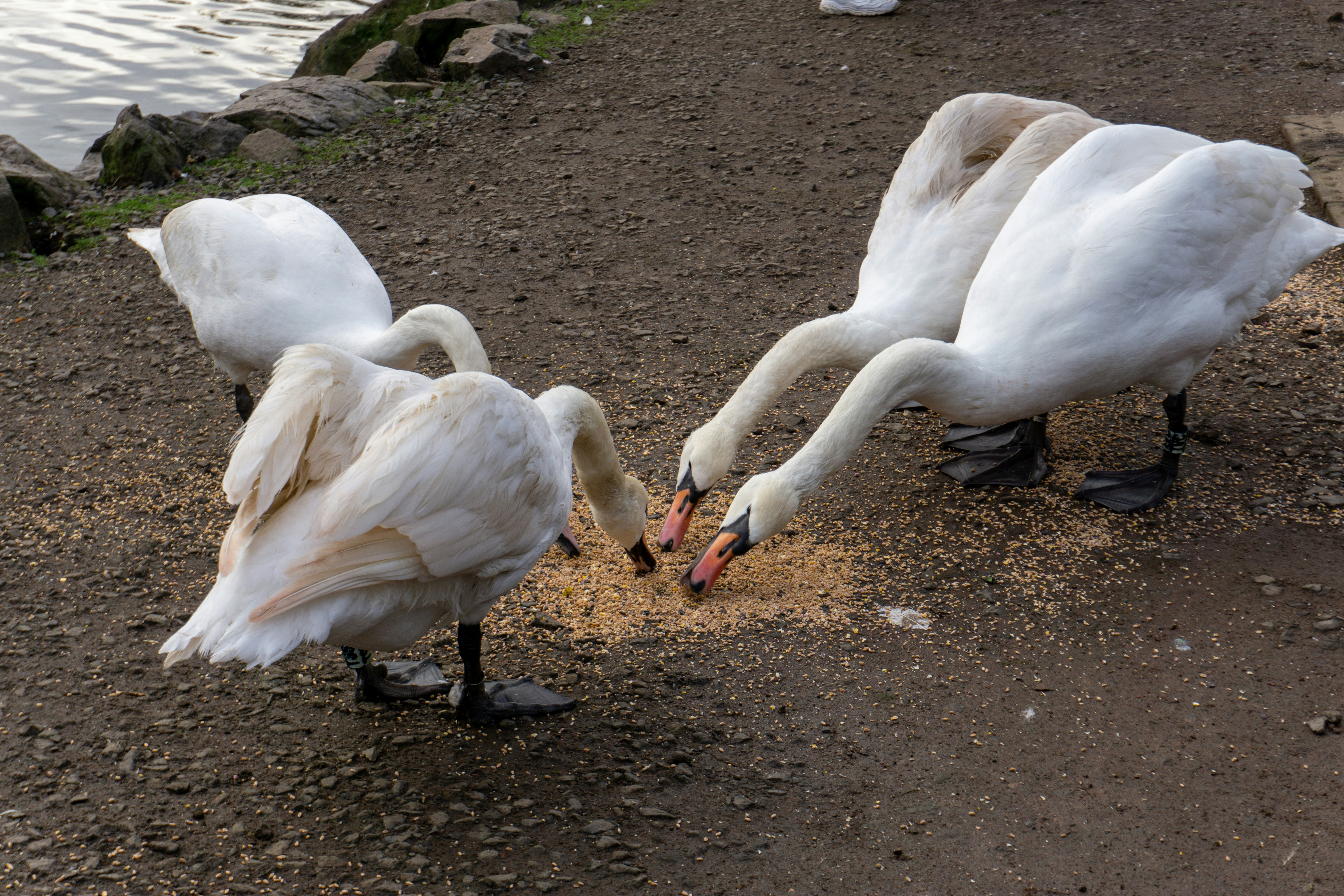 a couple of white birds standing on top of a dirt field