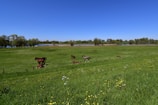 A serene equestrian landscape with horses grazing in a field.