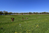 A peaceful pasture with several horses grazing under a clear blue sky.