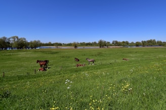 A serene landscape featuring horses grazing in a lush green field under a clear blue sky.