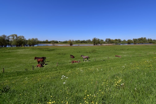 A serene view of the ranch’s training paddocks with animals and trainers interacting.