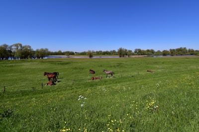 A serene landscape featuring horses grazing in a lush green field under a clear blue sky.