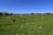 A serene landscape featuring horses grazing in a lush green field.