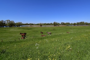 A serene equestrian landscape with horses grazing in a field.