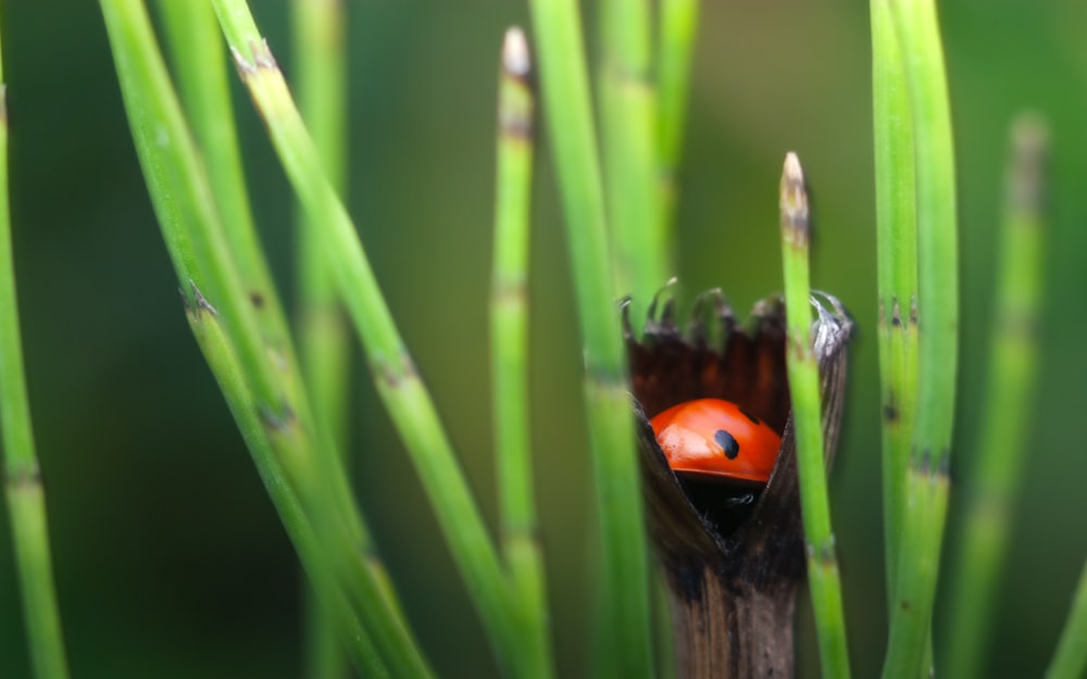 a red ladybug sitting on top of a green plant