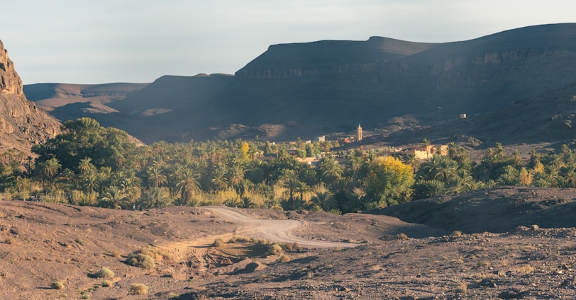Lush palm groves and ancient ruins in Al-Hasa oasis
