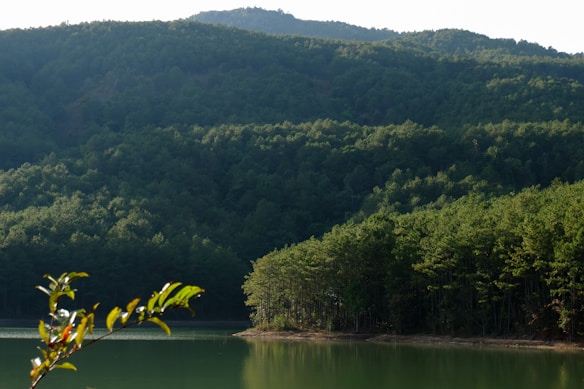 A serene landscape featuring a lush green forest surrounding a calm body of water, with a range of gentle hills in the background. Sunlight softly illuminates the leaves of a branch in the foreground, creating a peaceful and natural atmosphere.