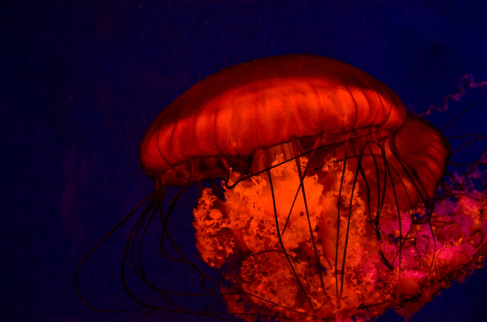 a close up of a jellyfish in a tank