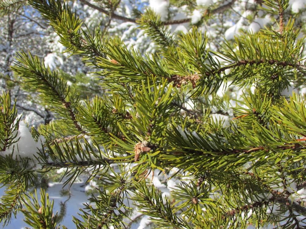 a close up of a pine tree with snow on it