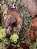 a close up of a tree trunk with moss growing on it