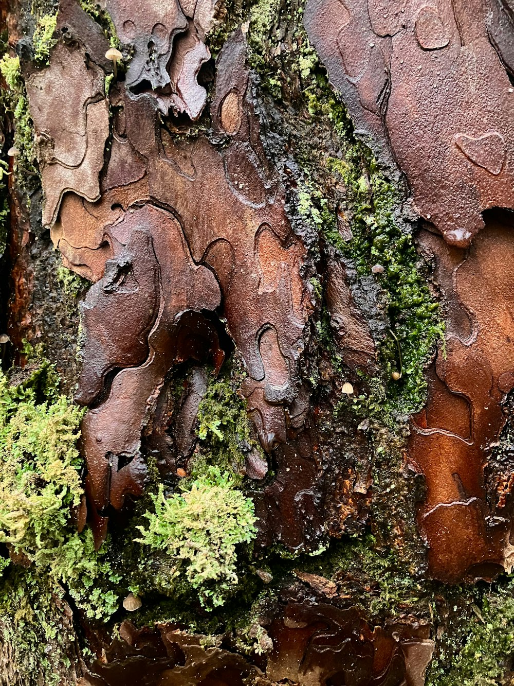 a close up of a tree trunk with moss growing on it