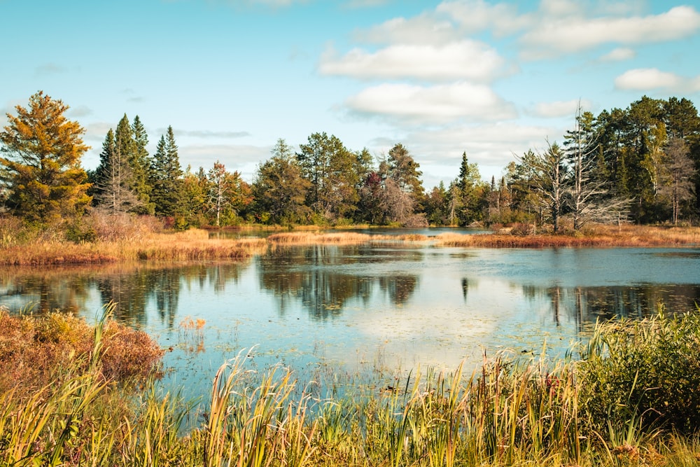 a pond surrounded by tall grass and trees