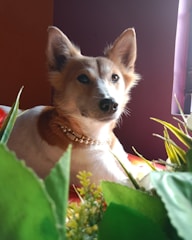 A small dog with tan and white fur is lying down, adorned with a pearl and gold necklace. The dog is surrounded by green leaves and a few yellow flowers, set against a warm, softly lit background.