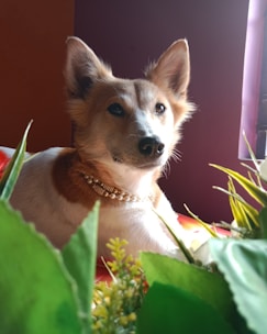 A small dog with tan and white fur is lying down, adorned with a pearl and gold necklace. The dog is surrounded by green leaves and a few yellow flowers, set against a warm, softly lit background.