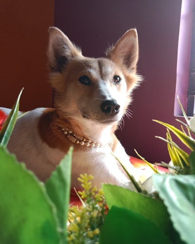 A small dog with tan and white fur is lying down, adorned with a pearl and gold necklace. The dog is surrounded by green leaves and a few yellow flowers, set against a warm, softly lit background.