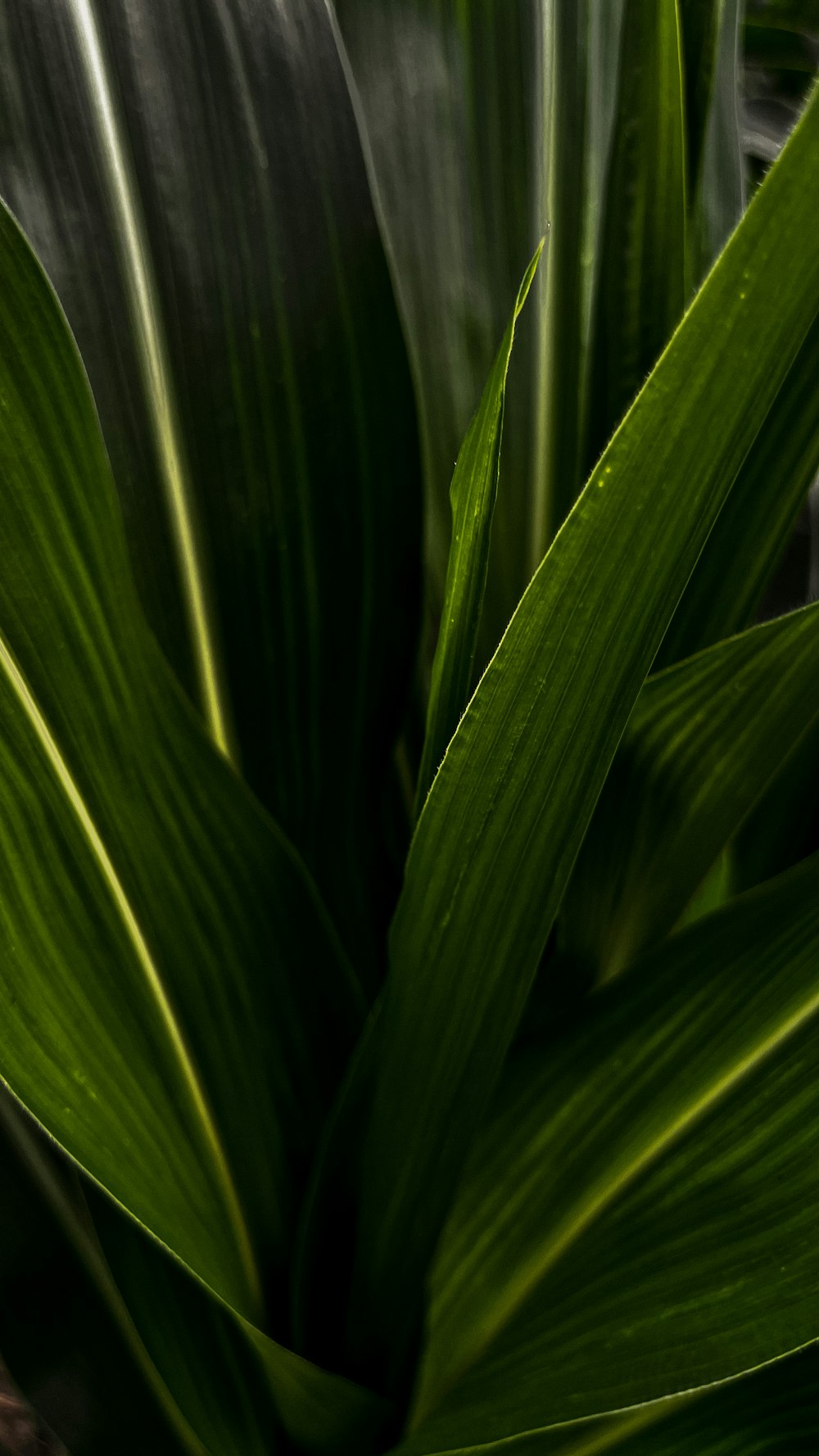 a close up of a plant with green leaves