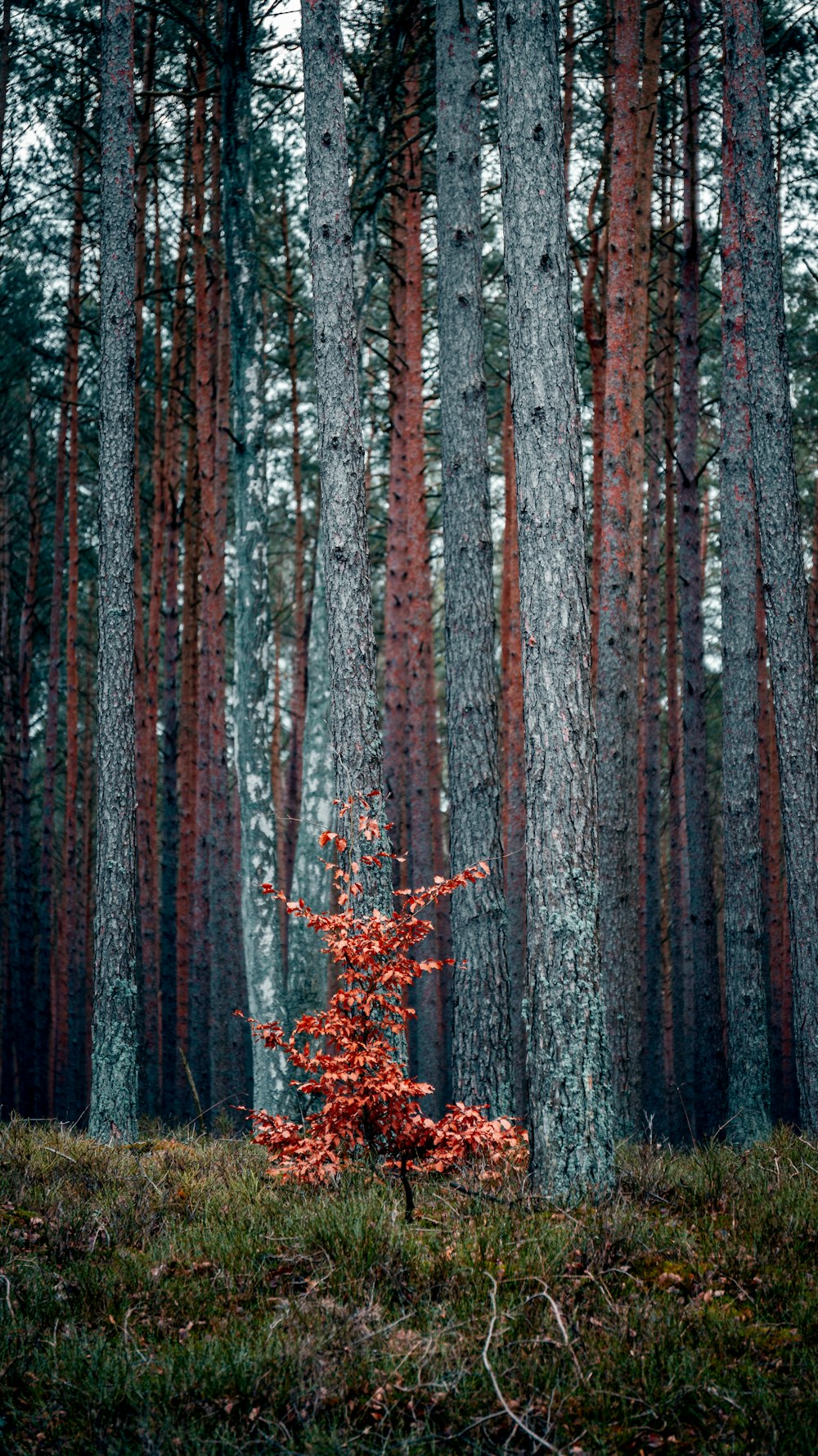 a red tree in the middle of a forest