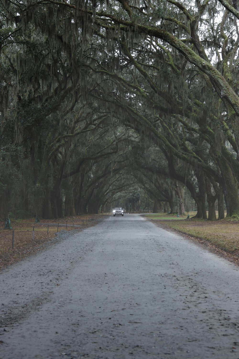 a car driving down a road lined with trees