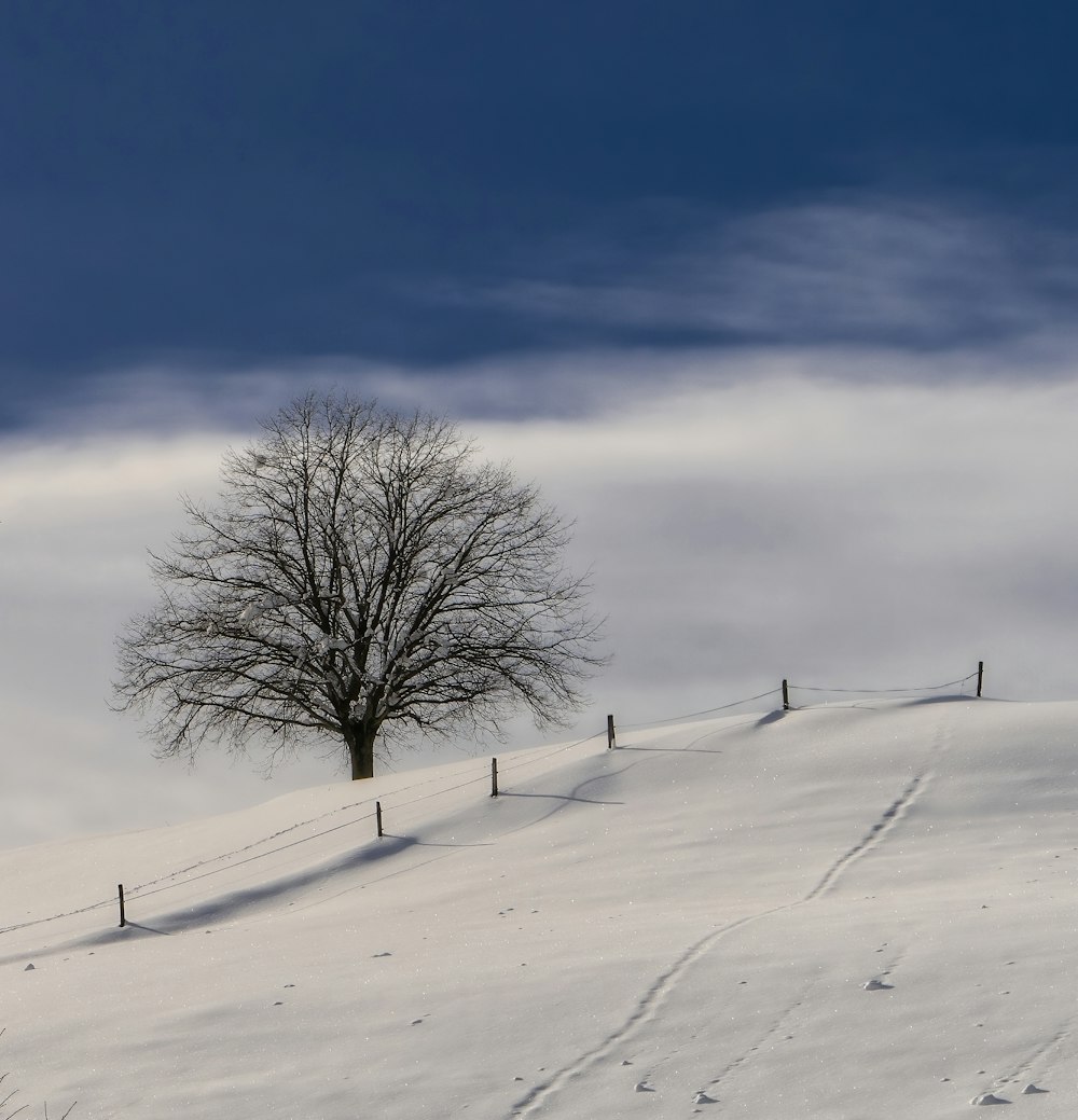 a lone tree stands on a snowy hill