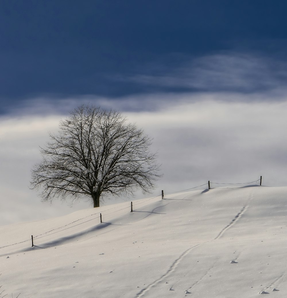 uma árvore solitária fica em uma colina nevada