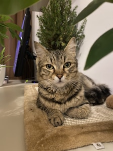 Leaf Rest Cat