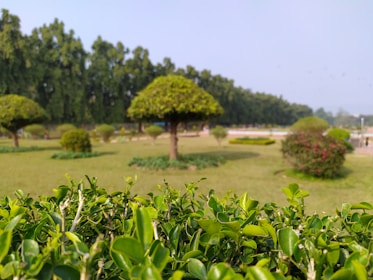 A lush green park with neatly trimmed bushes in the foreground and several well-maintained trees spread across the grass. The background features a line of tall trees under a clear blue sky, and a pathway is visible on the right side.