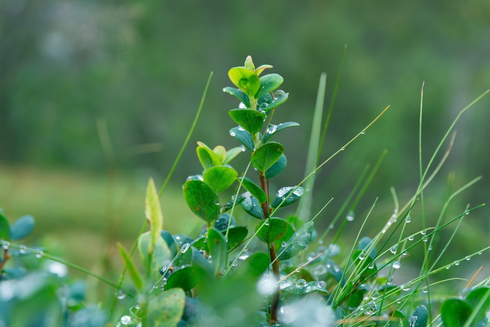 una pianta con foglie verdi e goccioline d'acqua su di essa