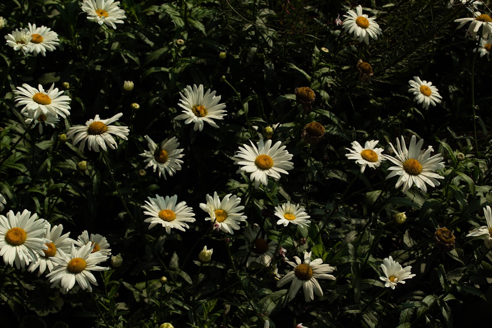 a bunch of white flowers with yellow centers