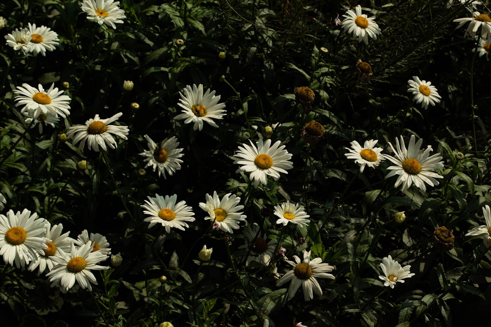 黄色い中心を持つ白い花の束