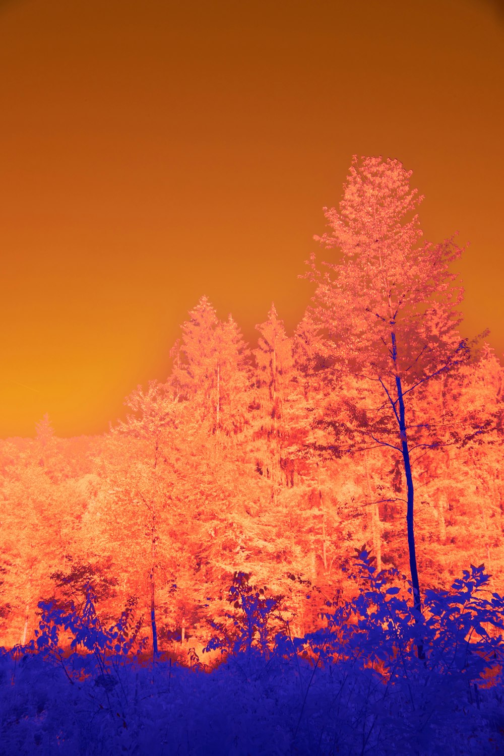 a infrared image of trees in a forest