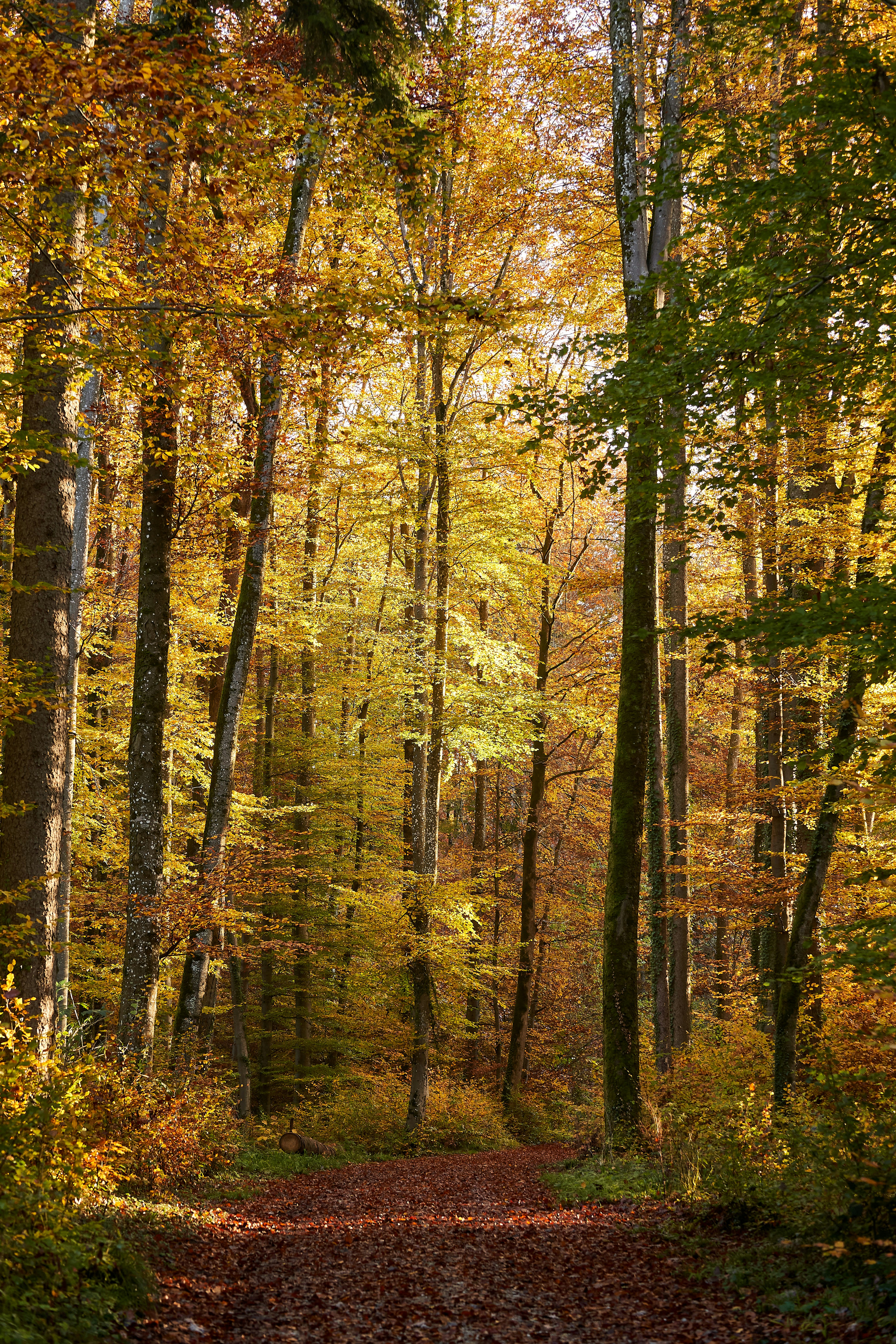 Photo by wolfgang_hasselmann