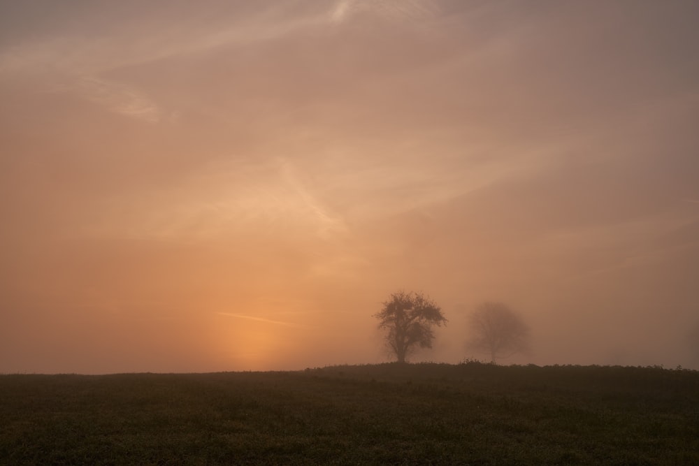 a lone tree in a foggy field at sunset