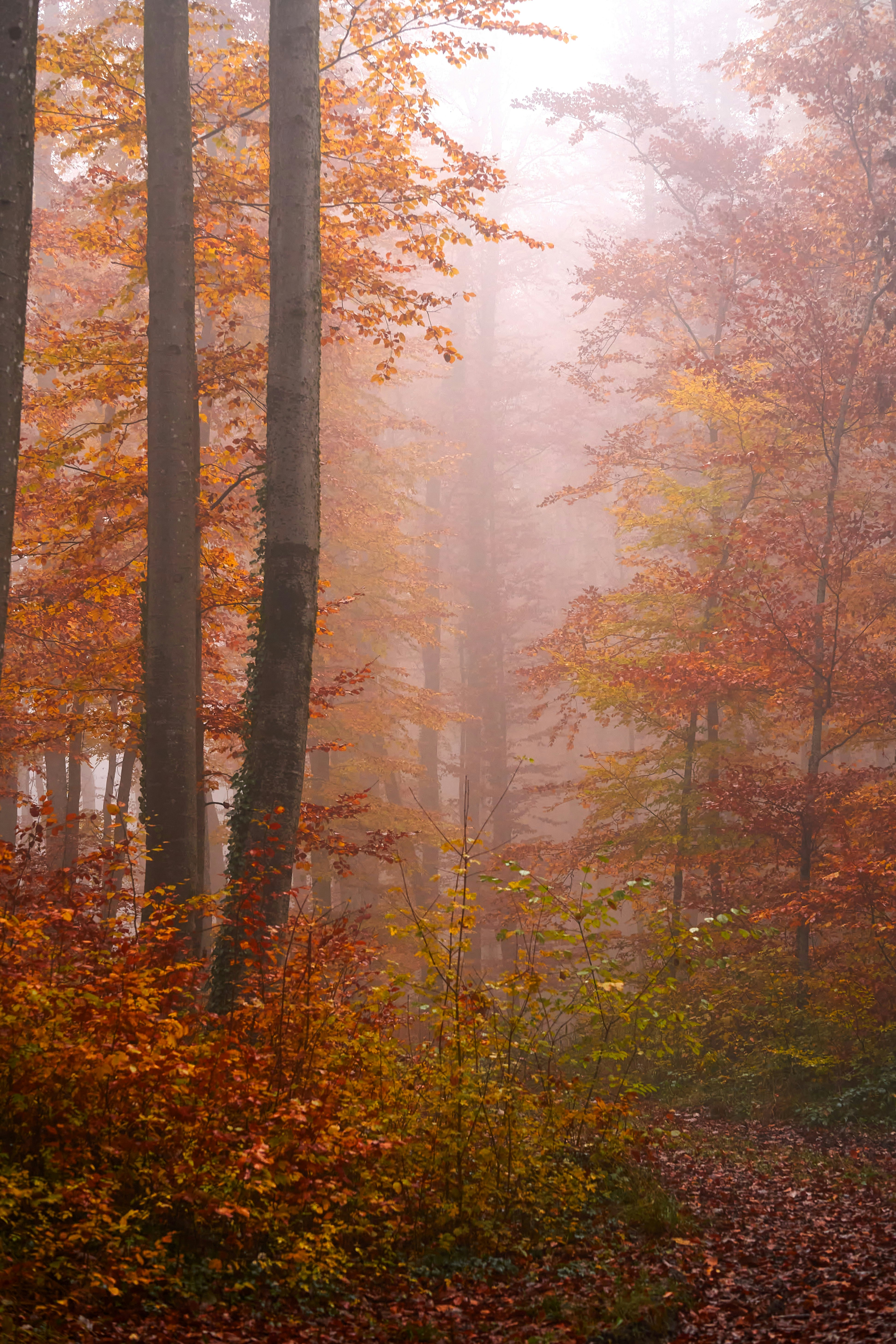 Photo by wolfgang_hasselmann