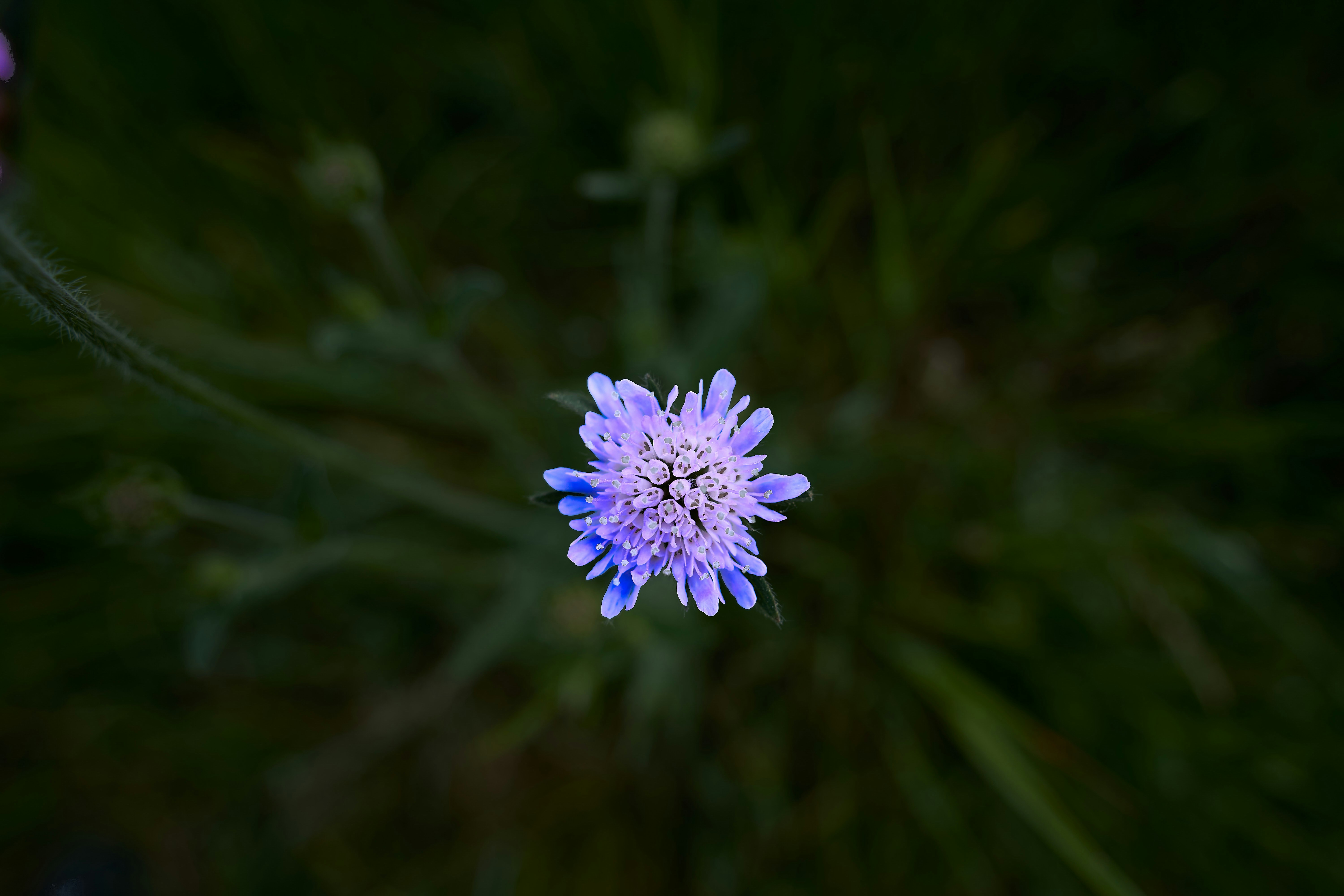 Photo by wolfgang_hasselmann