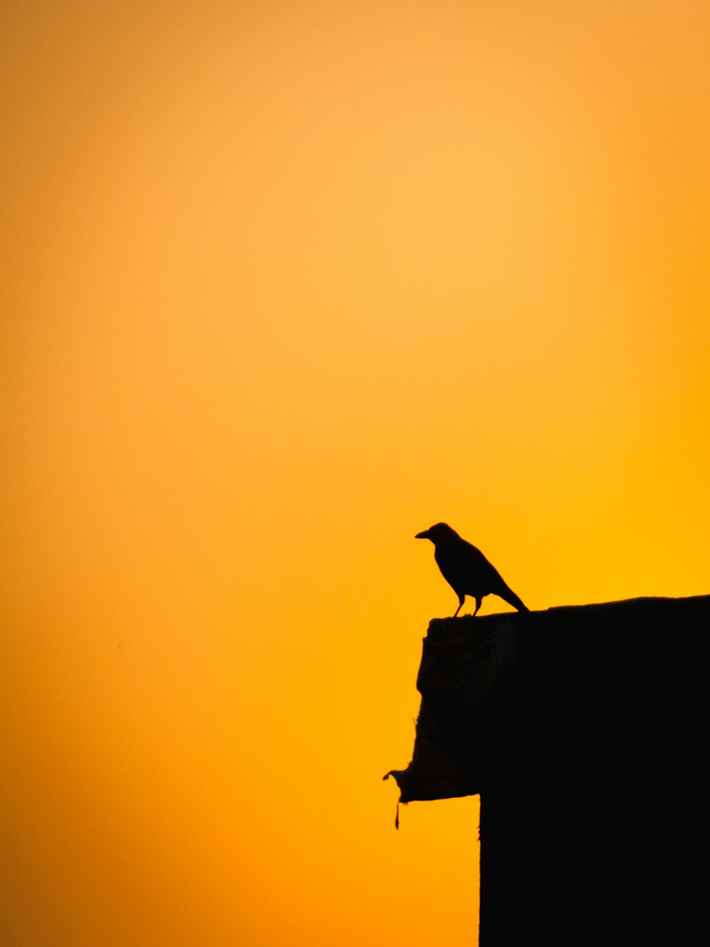 a bird sitting on top of a roof at sunset
