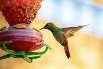 a hummingbird is drinking from a hummingbird feeder
