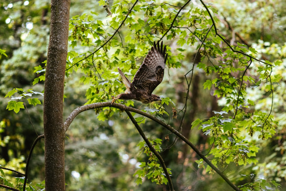 a bird perched on a tree branch in a forest