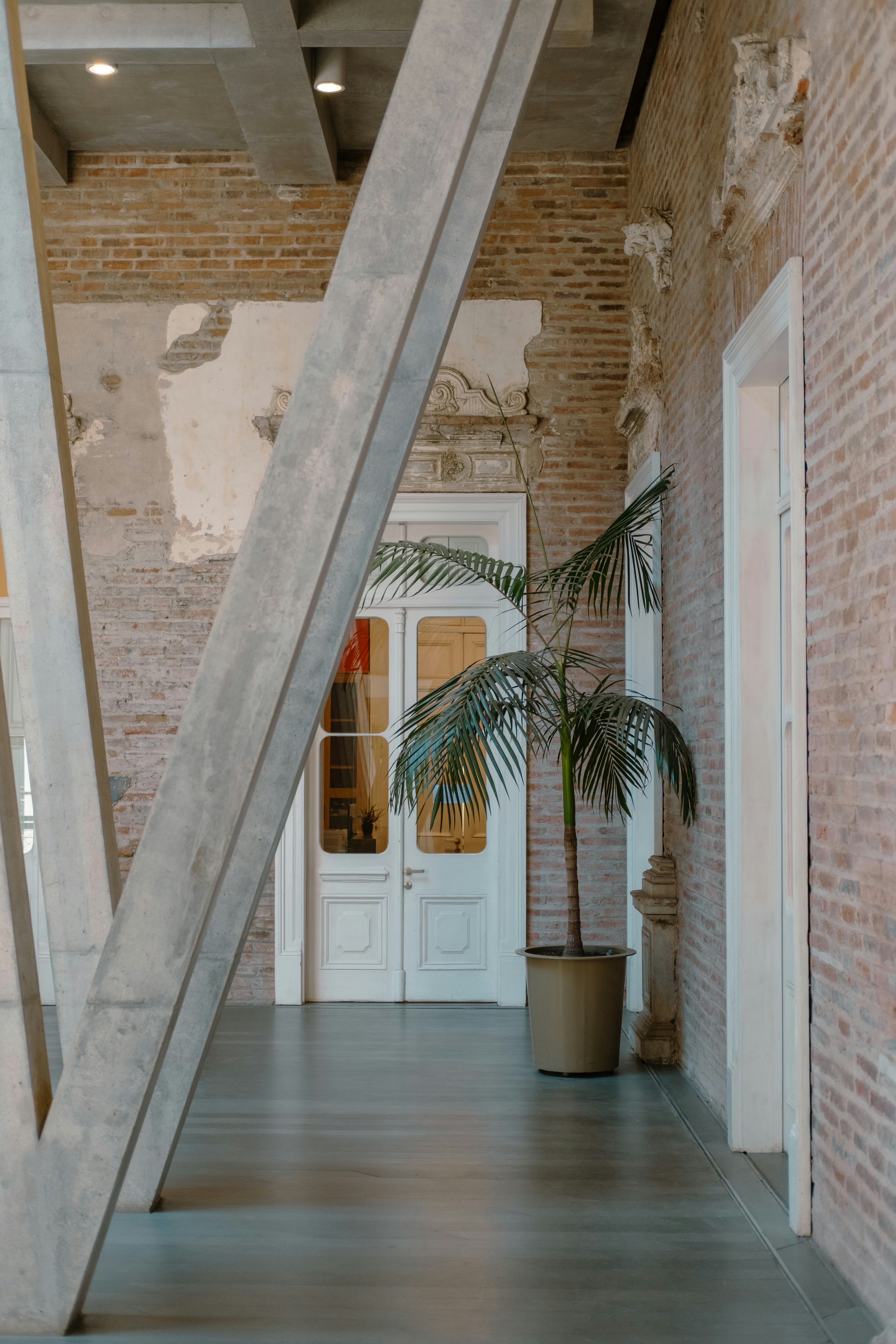 Grand palmier installé dans un espace intérieur