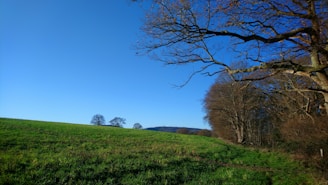 a grassy field with trees in the distance