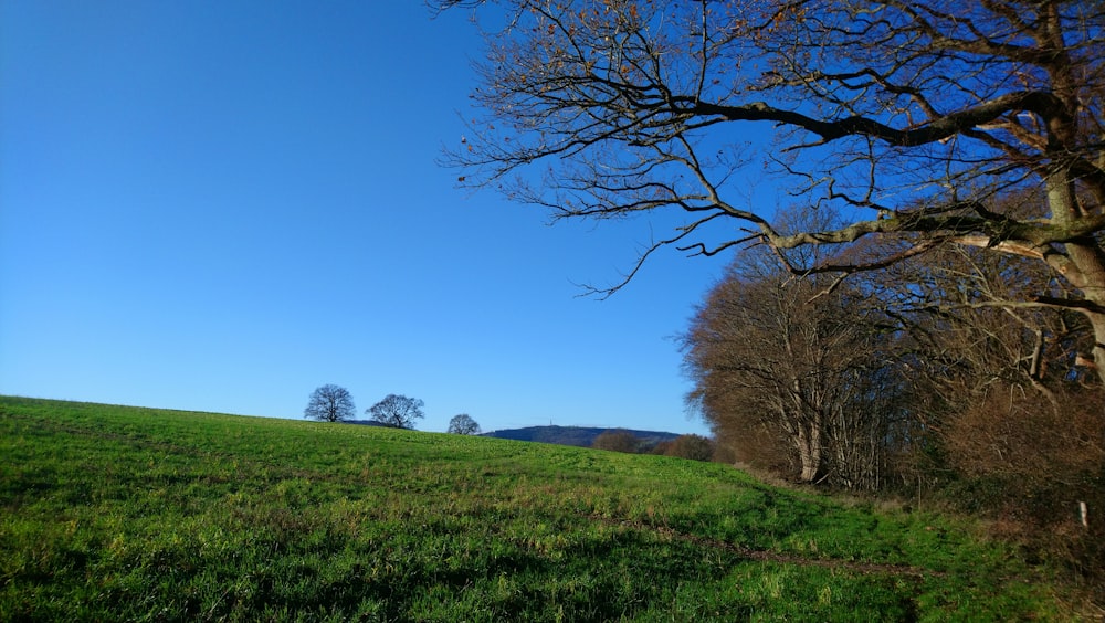 a grassy field with trees in the distance