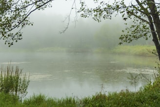 A tranquil lake surrounded by dense green trees with soft morning fog hovering above.