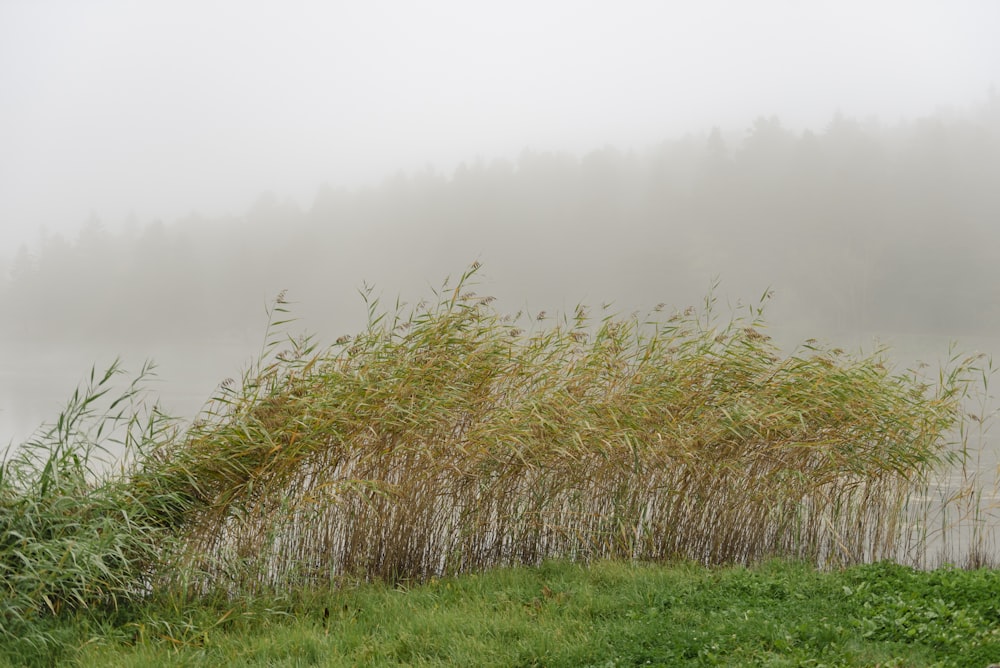 a foggy field with a bunch of tall grass in the foreground