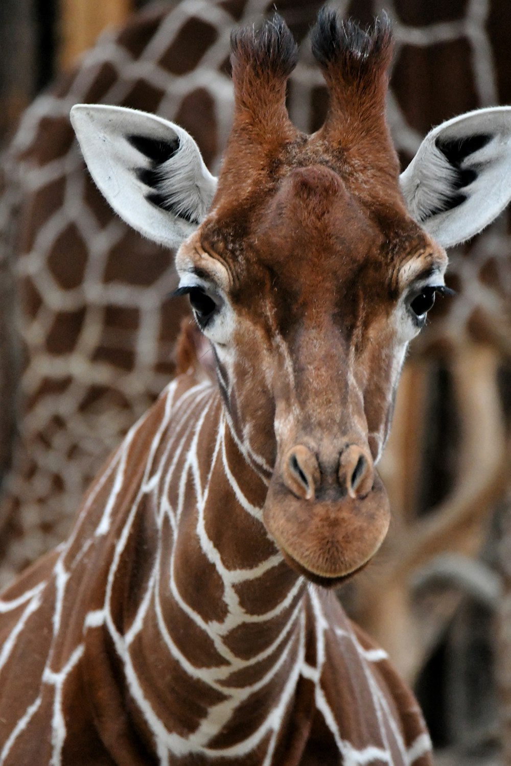 a close up of a giraffe's face with other giraffe